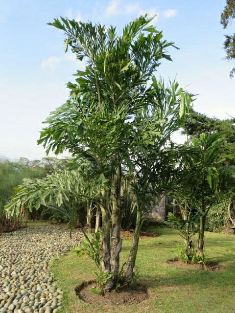 Palma Mariposa - Vista 3